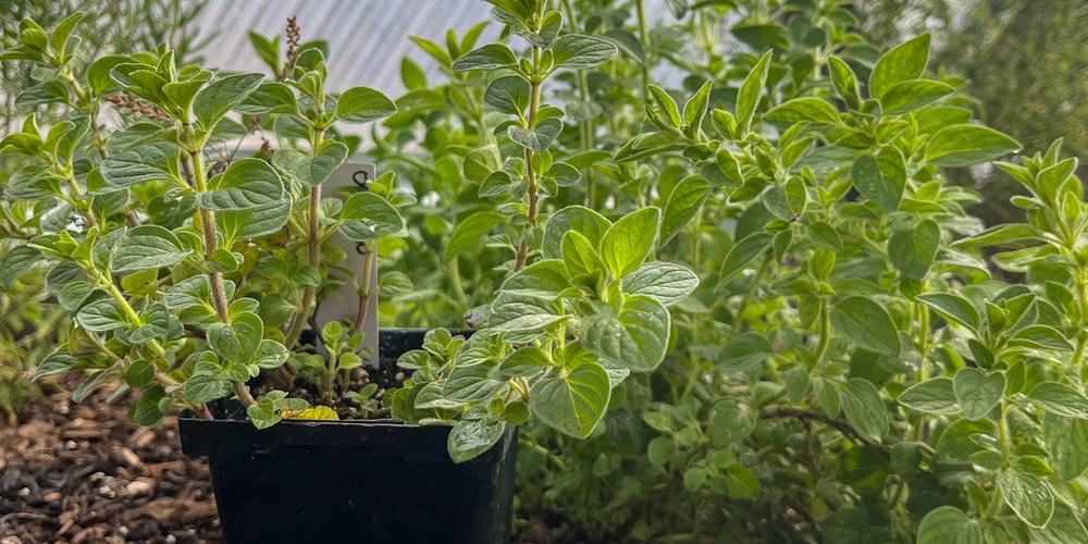 Oregano parent plant and a stem cutting potted up next to it in a greenhouse