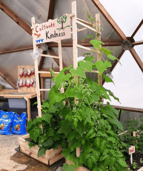Cucumber vines growing on a wooden trellis inside the Growing Dome at Eliada Homes in Asheville, North Carolina