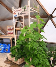 Collective Kindness Gardening Area