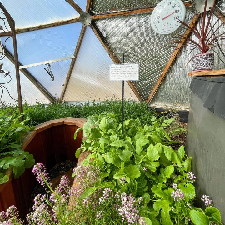 radishes growing inside a geodesic dome greenhouse with alyssum growing in the foreground