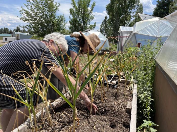 harvesting garlic