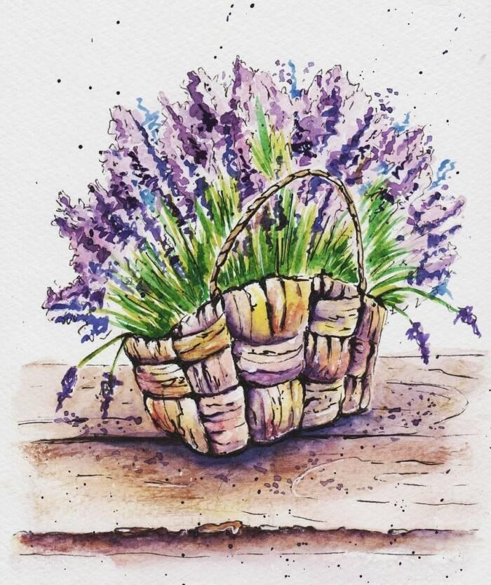 lavender illustration Pixabay