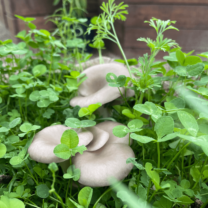 Mushrooms growing in a cover crop of clover