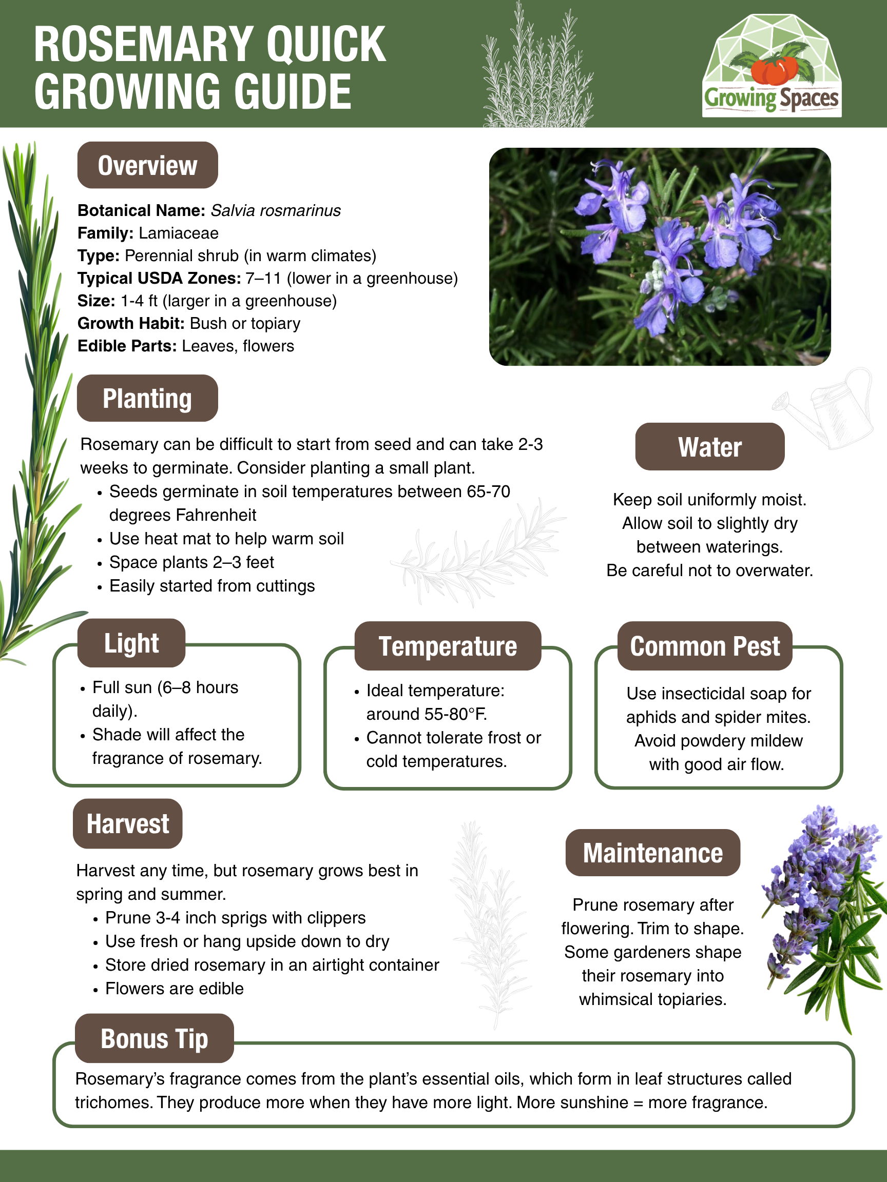 Rosemary Growing Guide image