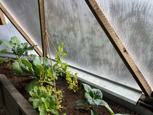 Condensation running down the inside panels of a greenhouse with winter crops
