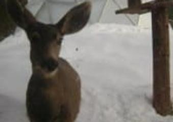 February Dome of the Month Winner image