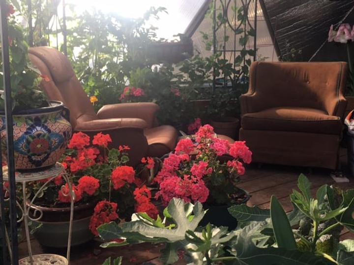 pink flowers and chairs for relaxing in a greenhouse sanctuary
