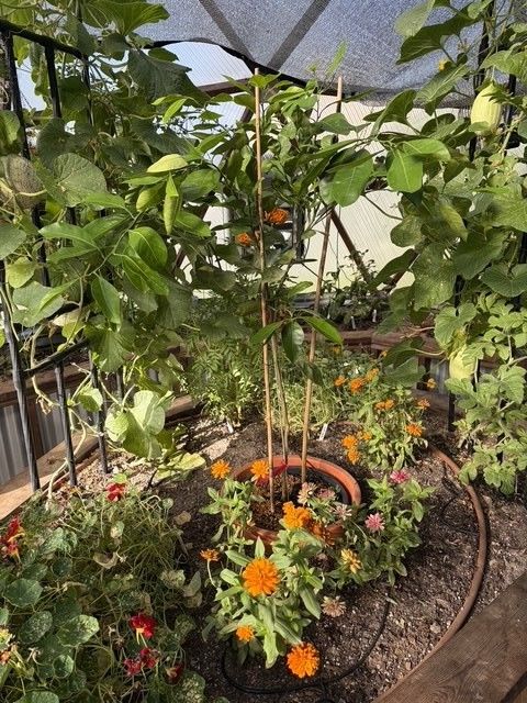 Small fruit tree surrounded by flowers and vegetable plants in a growign dome greenhouse
