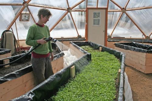 person using a hose and sprayer to water a bed full of greens in a greenhouse