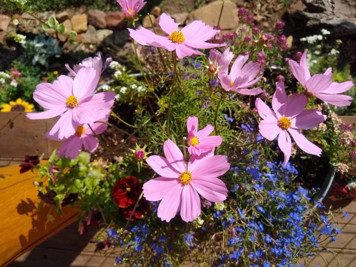 pink cosmos in a garden photo credit Tina Jones