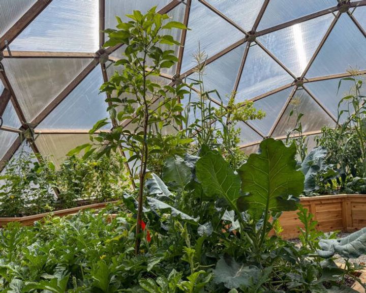 Fruit tree in a Growing Dome greenhouse surrounded by other thriving plants