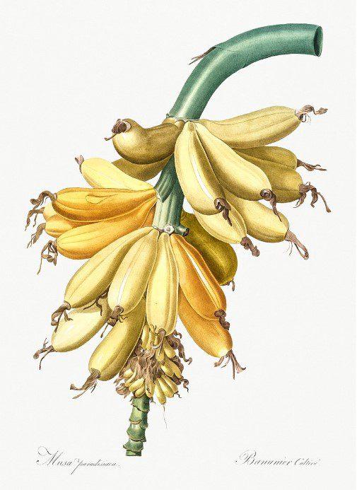 Drawing of a hand of bananas