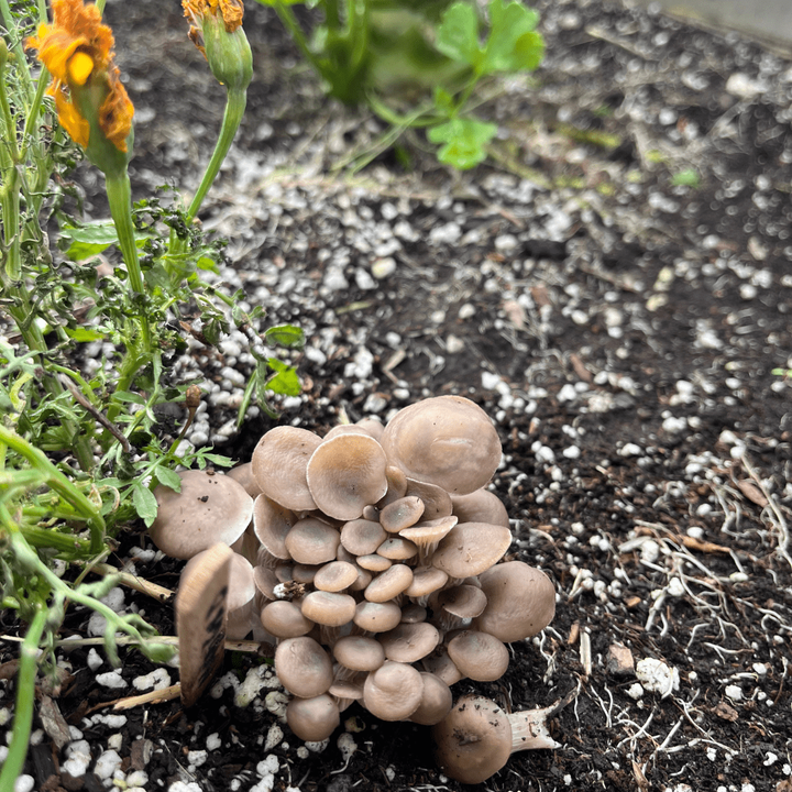 Oyster mushrooms growing in a raised garden bed next to a marigold for greenhouse soil rejuvenation