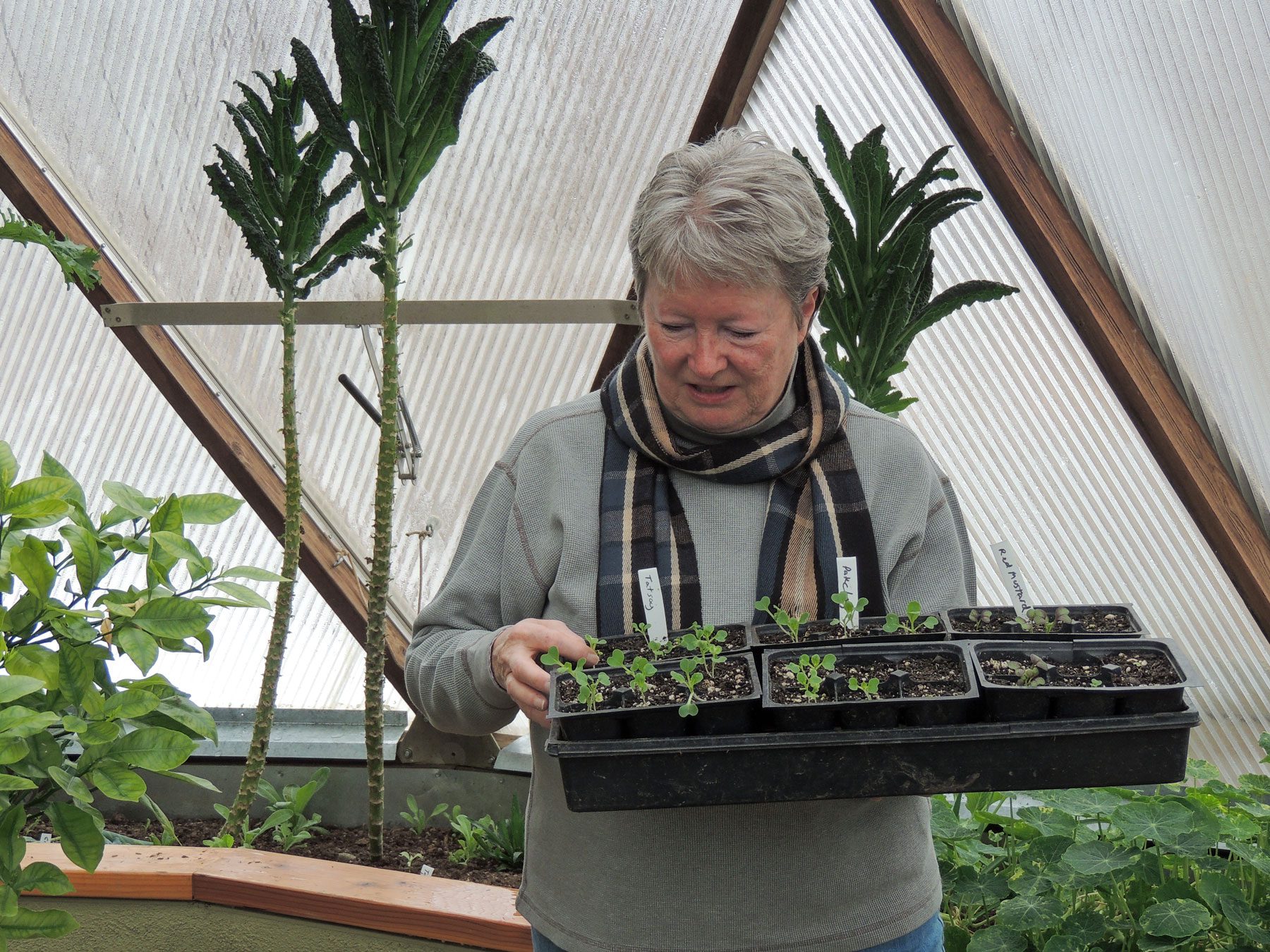 woman admiring the seedlings in her seed starting tray held in her hands inside a greenhouse
