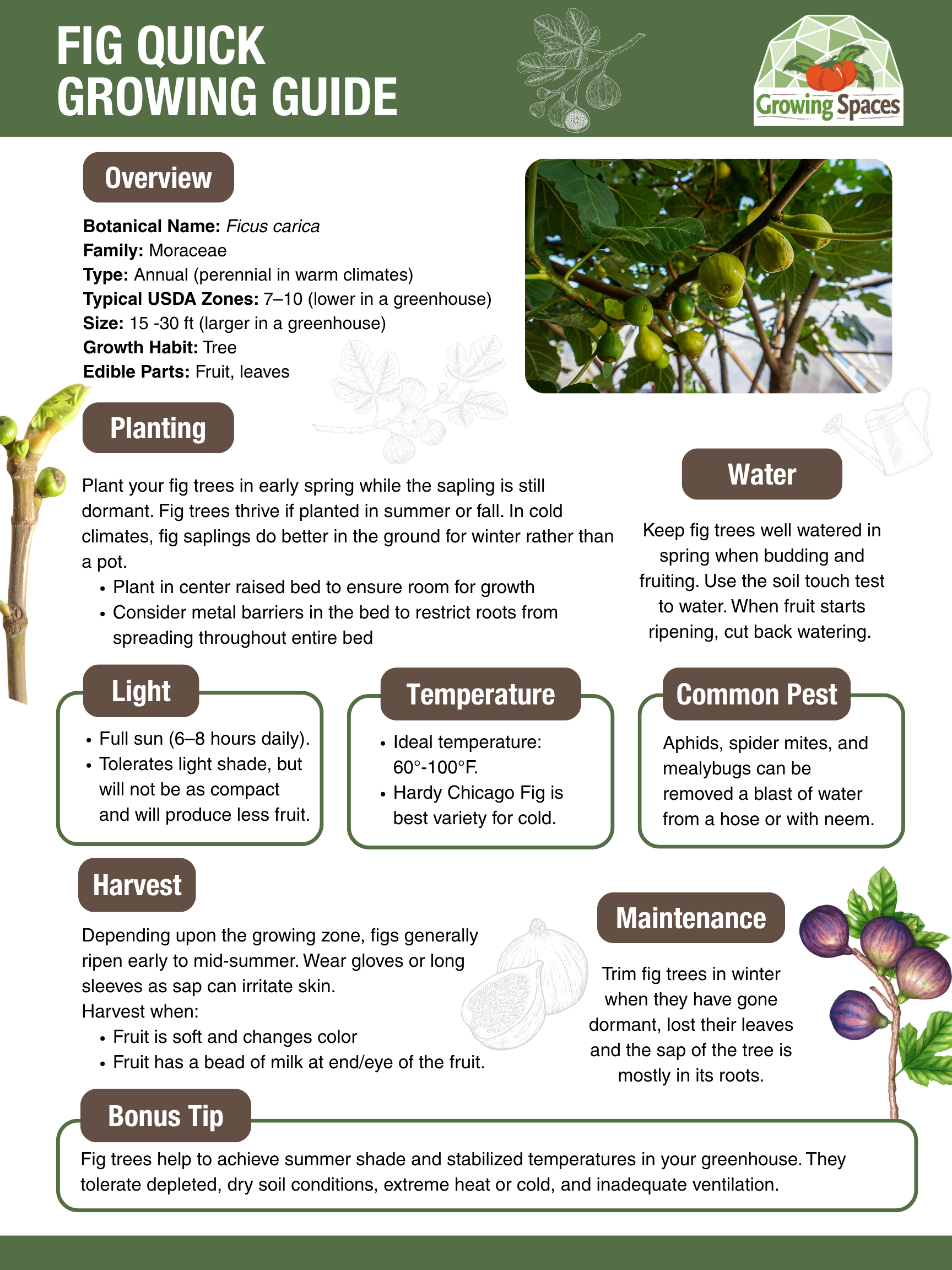 Fig Growing Guide image