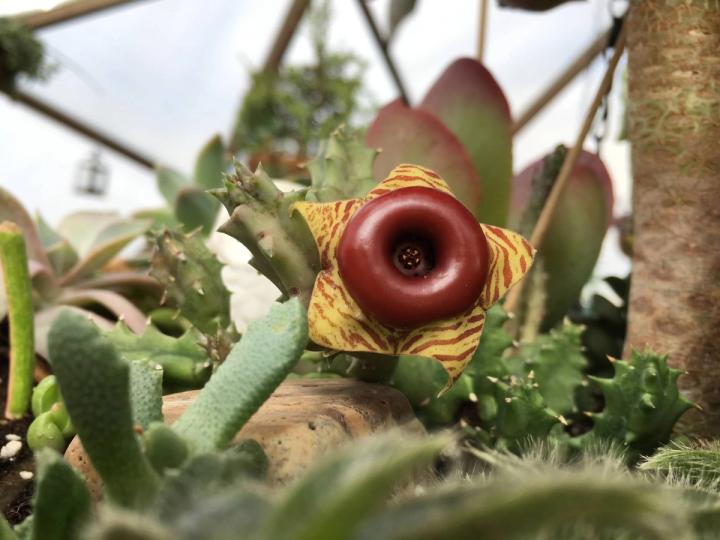 Huernia Zebrina succulent bloom