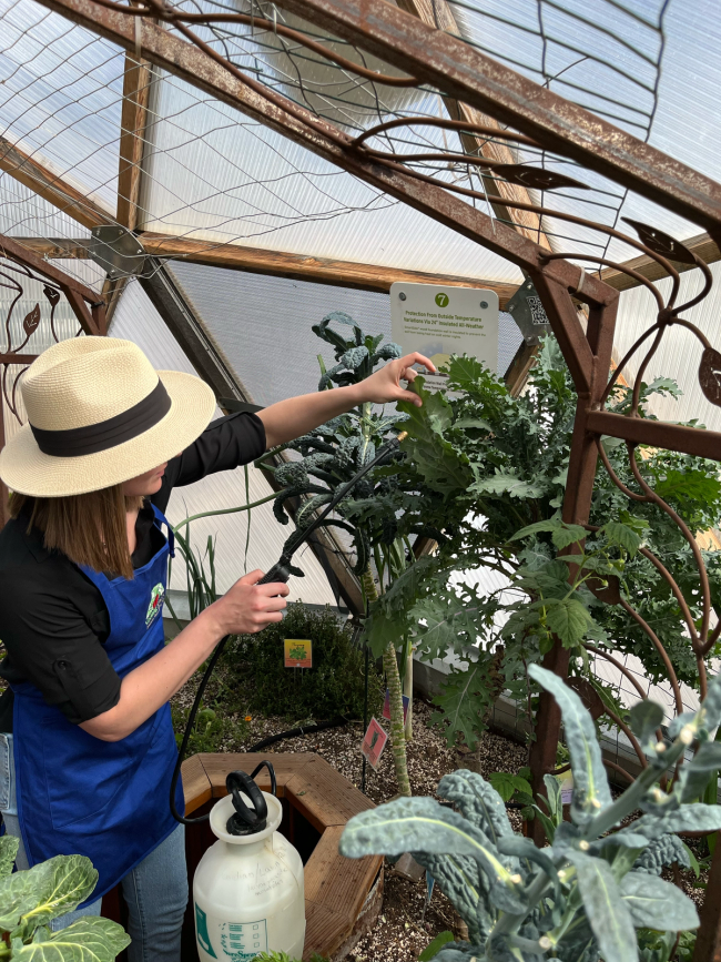 Woman in straw hat lifting a kale leaf and spraying the underside