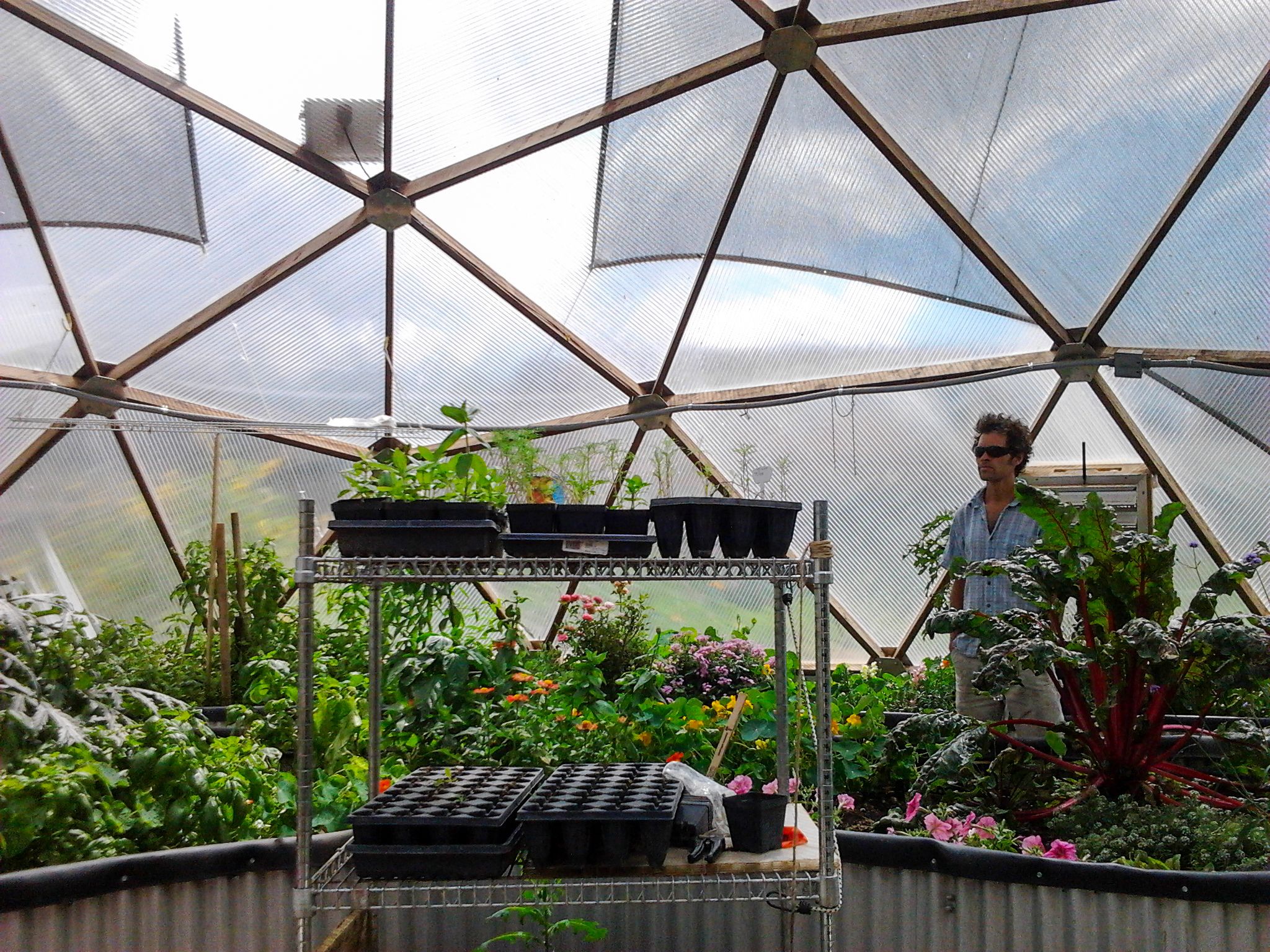 metal shelving in the center of a dome greenhouse to hold seedlings and trays