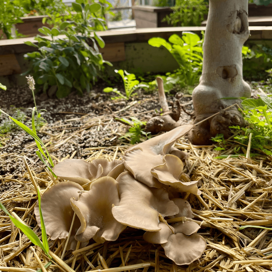 Oyster mushrooms rejuvenating greenhouse soil under a fig tree in a substrate of straw