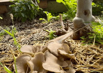 Oyster mushrooms rejuvenating greenhouse soil under a fig tree in a substrate of straw
