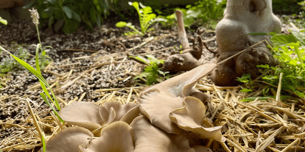 Oyster mushrooms rejuvenating greenhouse soil under a fig tree in a substrate of straw