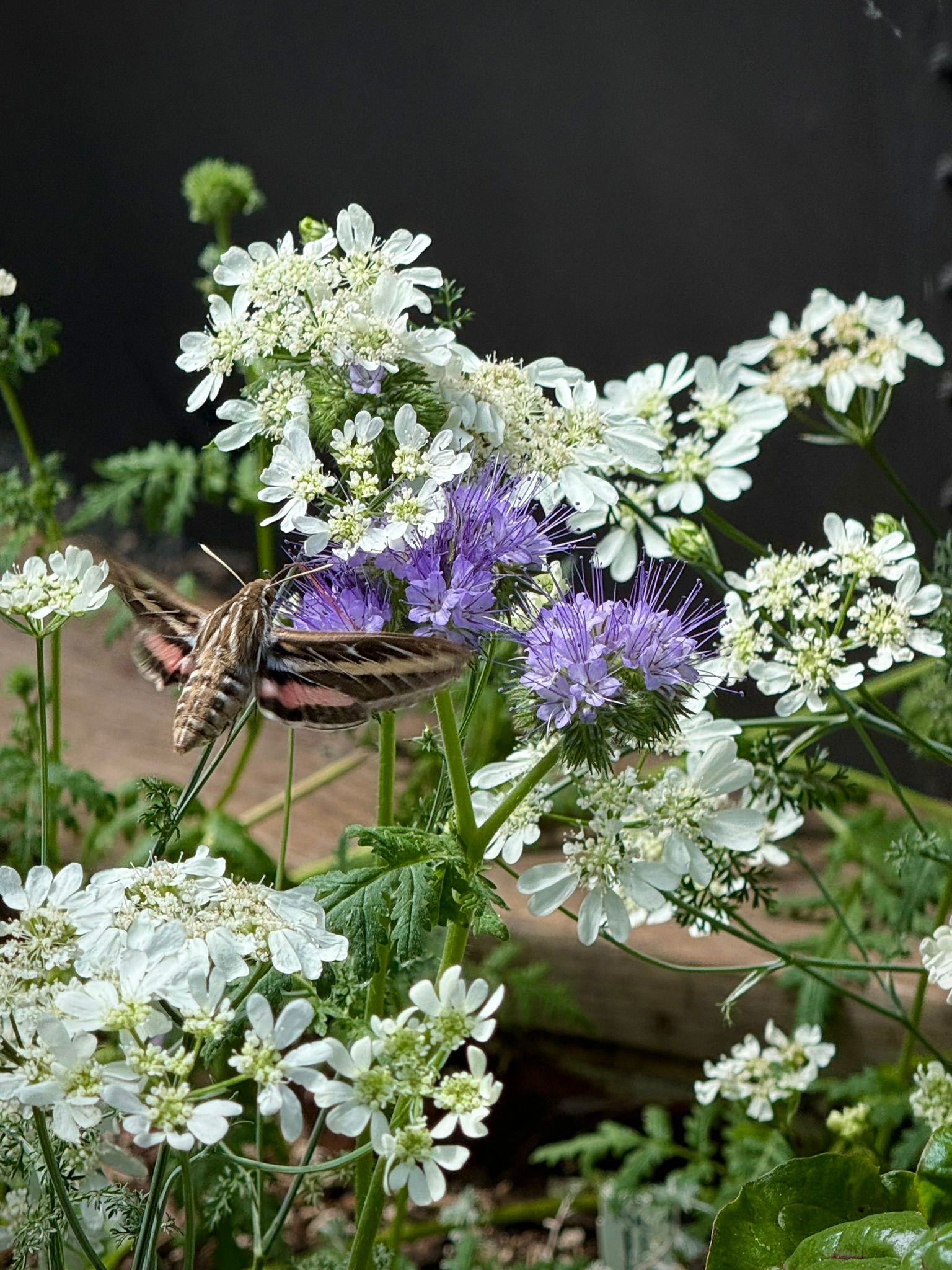 Hummingbird moth feeding on phacelia and White Lace Orlaya flowers