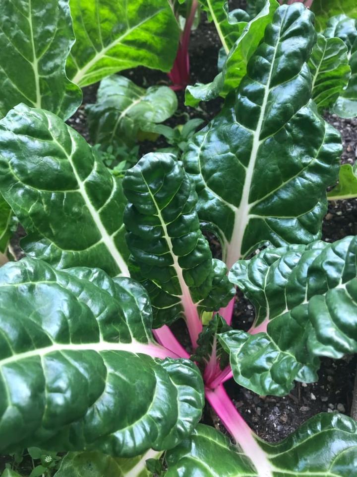 Soil Amendment