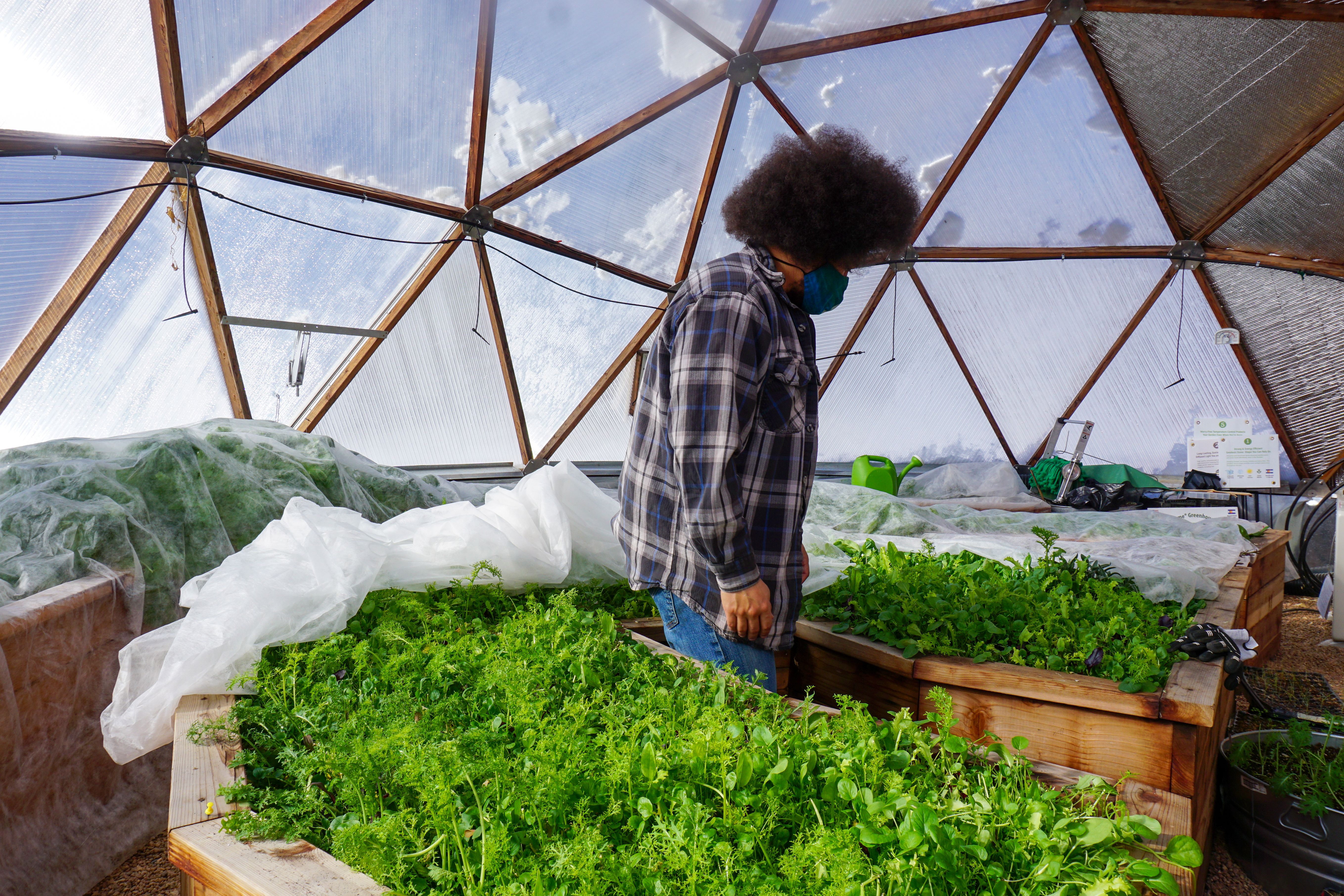 someone looks over beds filled with young greens with row covers pulled back and snow on the greenhouse glazing
