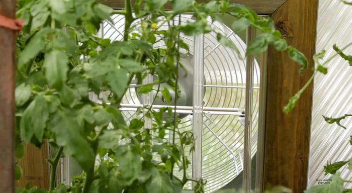 Fan for Powdery Mildew