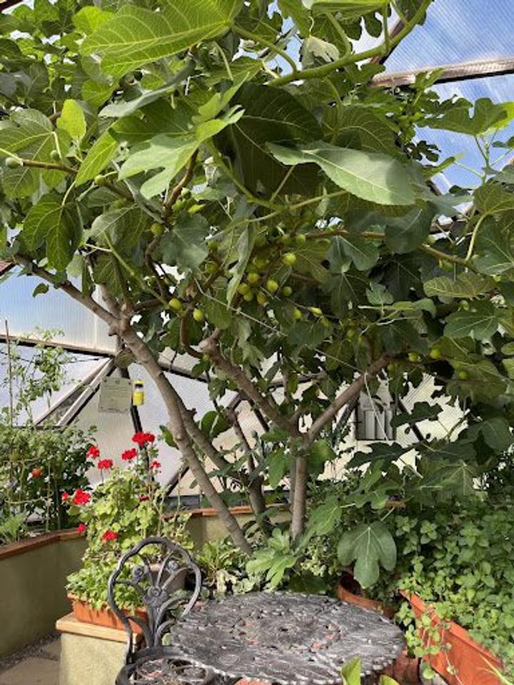 smith fig tree