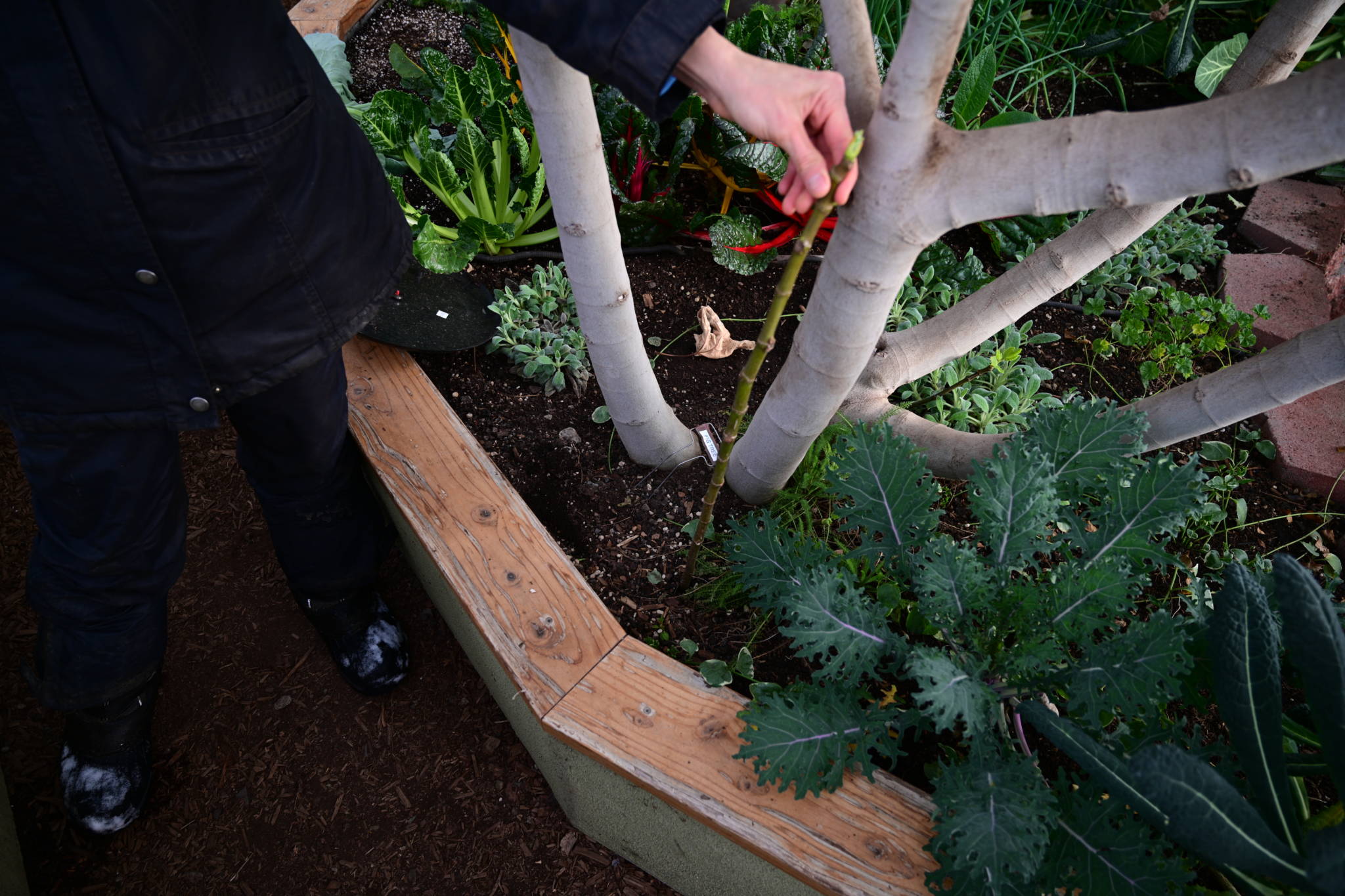 Fig Tree Suckers