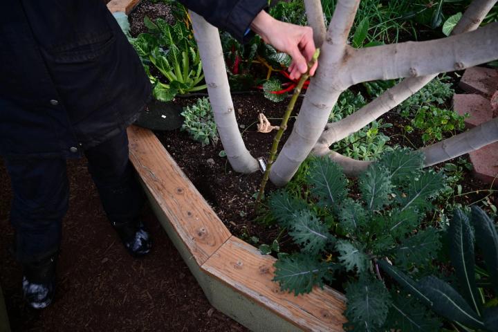 Fig Tree Suckers