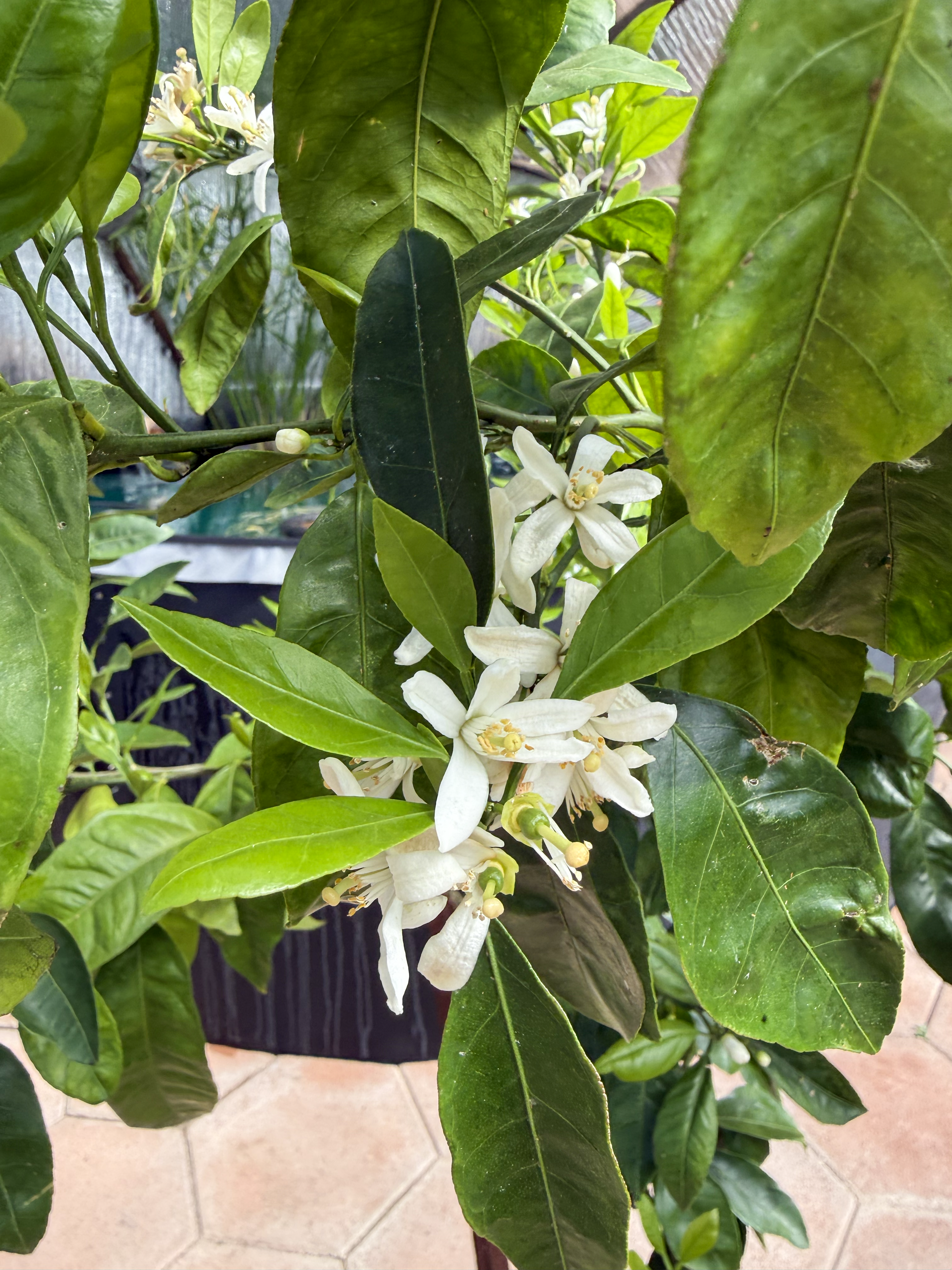 mandarin orange blossoms