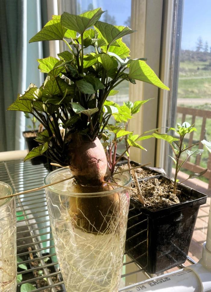 Growing sweet potato slips, a sweet potato suspended in a glass of water with fresh green sprouts on the top in a sunny window