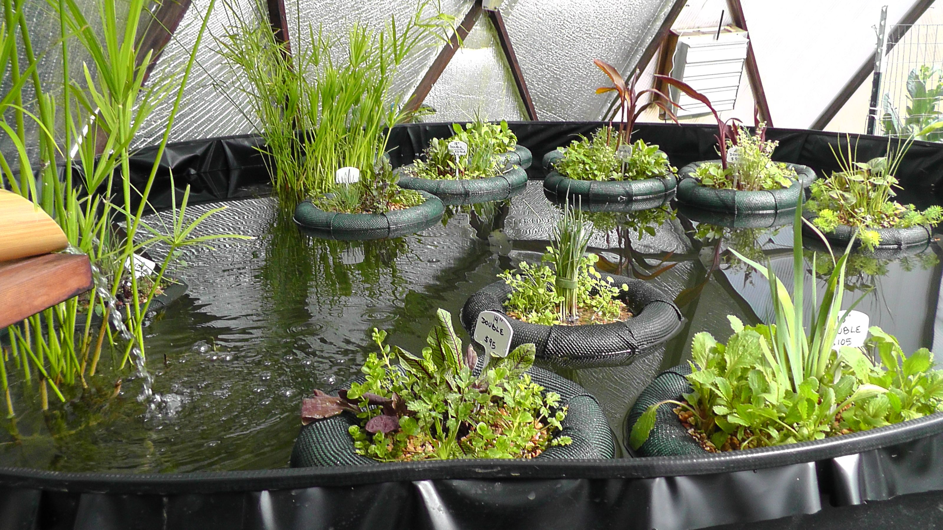 Multiple mini floating gardens in a large greenhouse pond planted with marginal and bog plants, both edible and ornamental