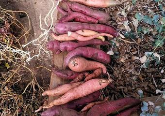 Iris-Faith-Sullivan-sweet-potato-harvest-Dec-11-2023-edit-1