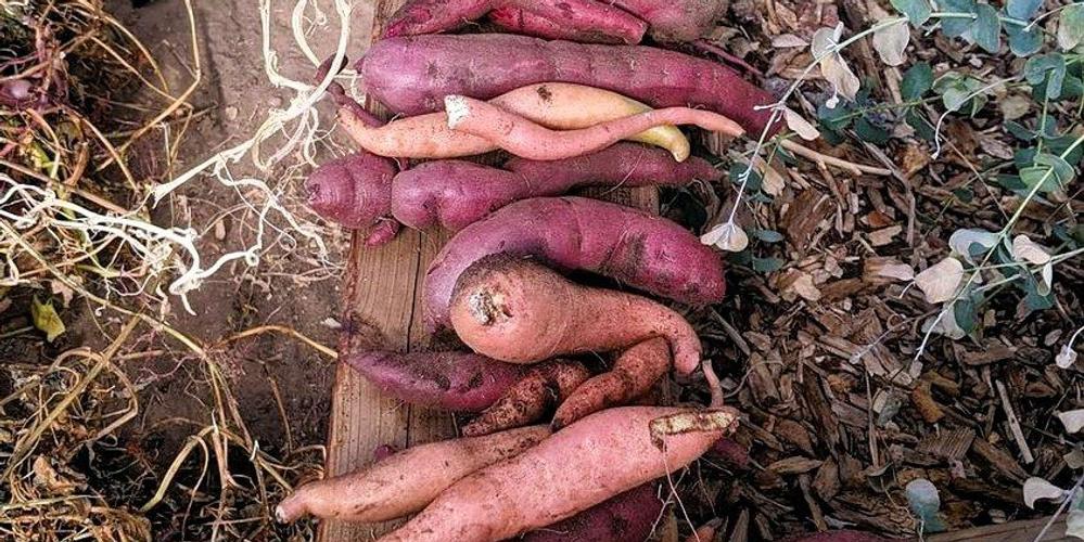 Iris-Faith-Sullivan-sweet-potato-harvest-Dec-11-2023-edit-1