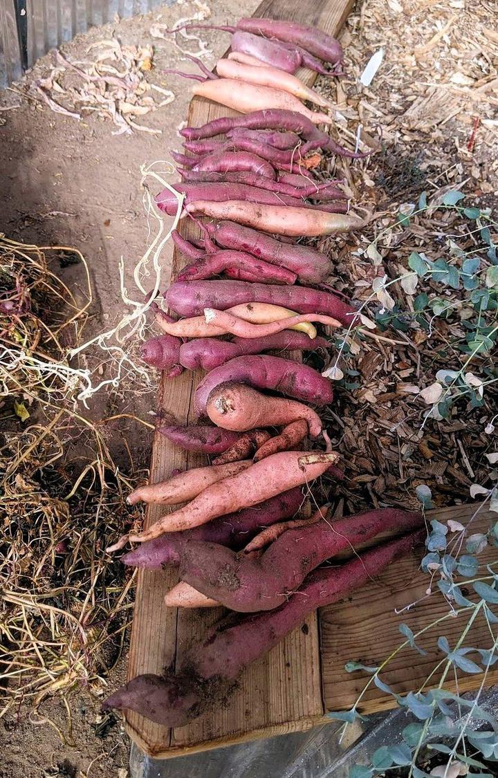 Growing sweet potatoes in a dome