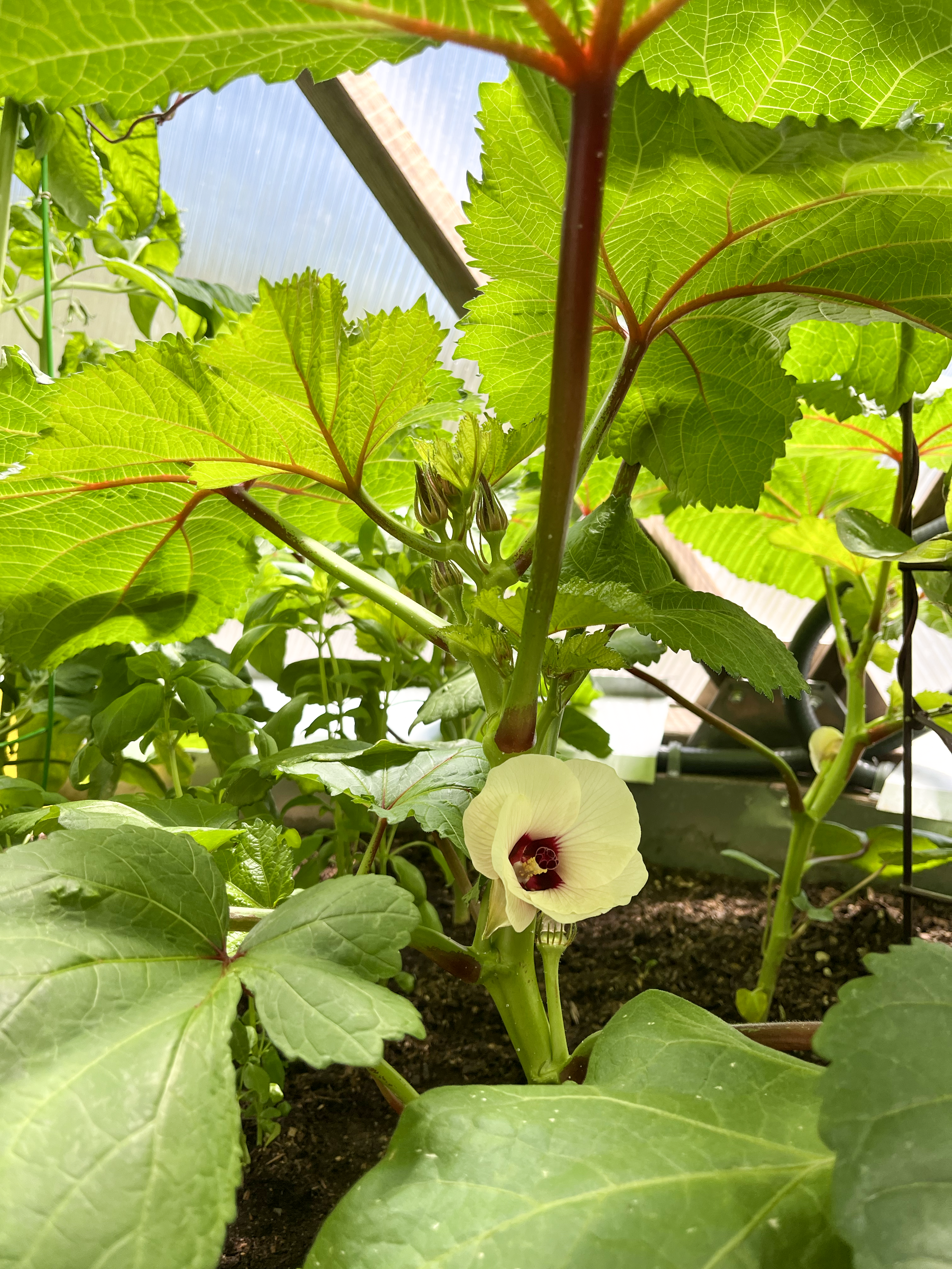 blooming okra plant growing in the same bed as basil