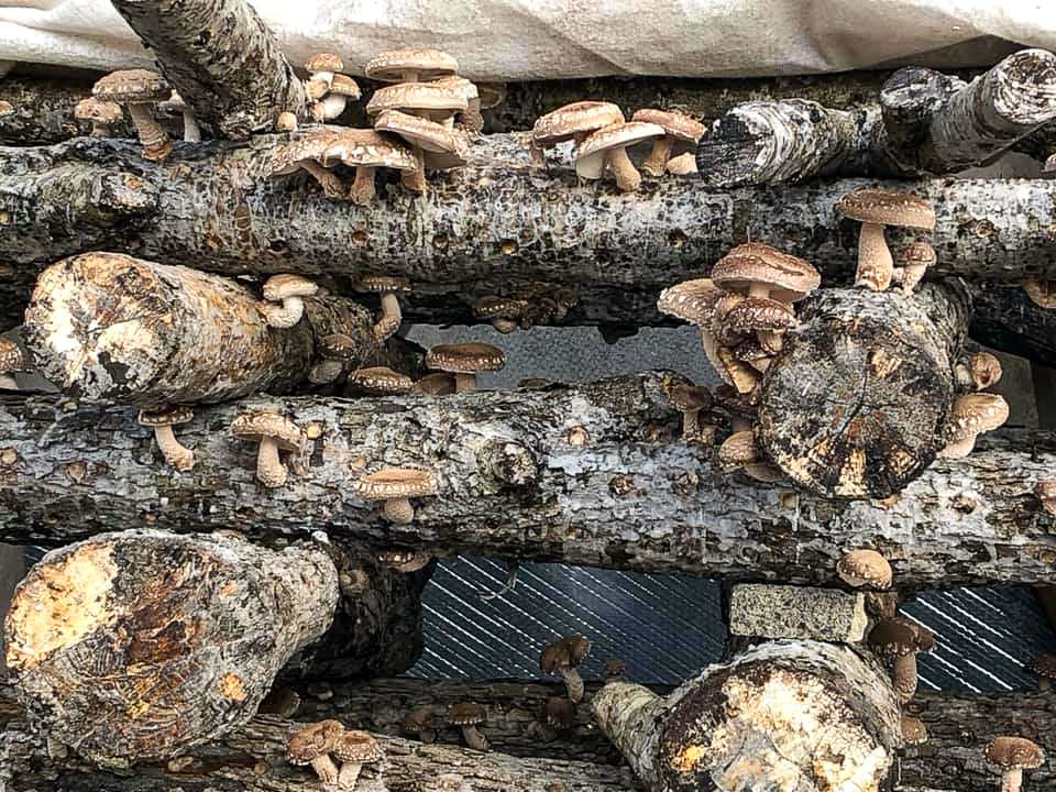 Shiitake Mushrooms blooming  in a Crib Stack