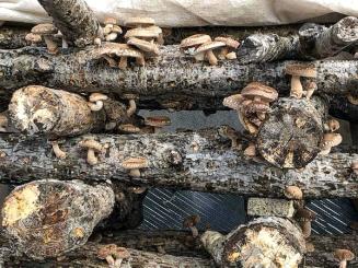 Shiitake Mushrooms blooming  in a Crib Stack