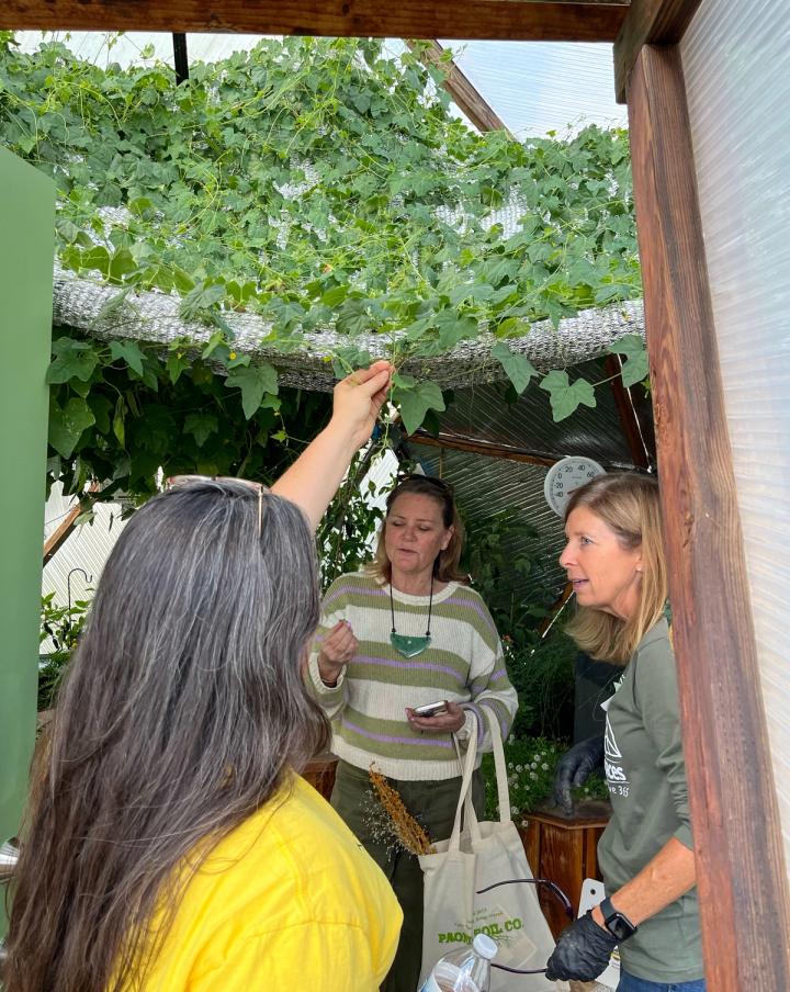 people picking from a vine and tasting mexican gherkins growing in a greenhouse
