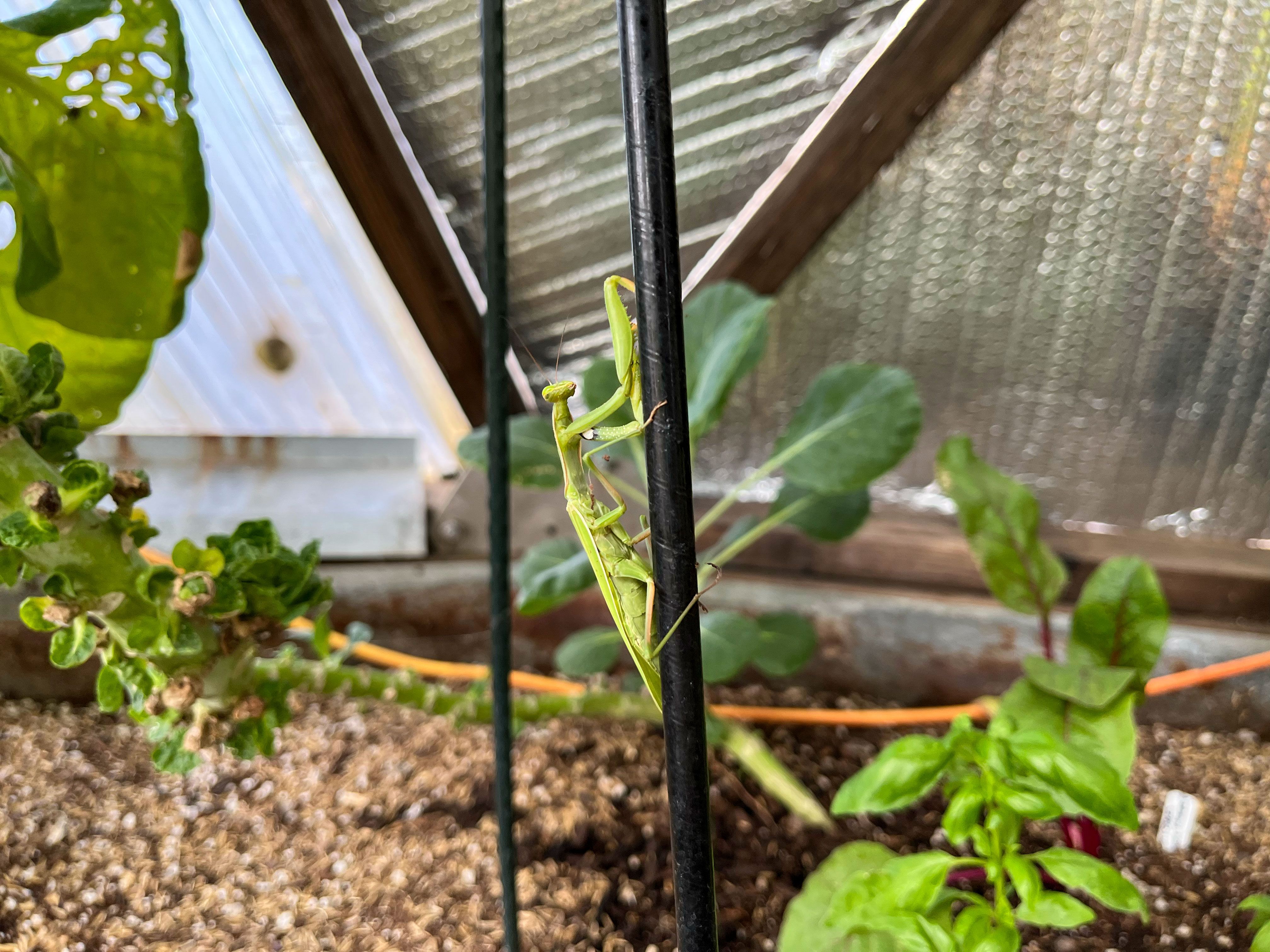 a praying mantis on a plant stake in a greenhouse