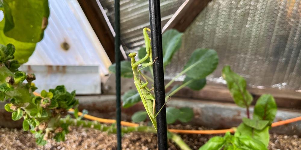 a praying mantis on a plant stake in a greenhouse