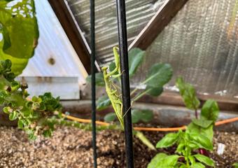 a praying mantis on a plant stake in a greenhouse