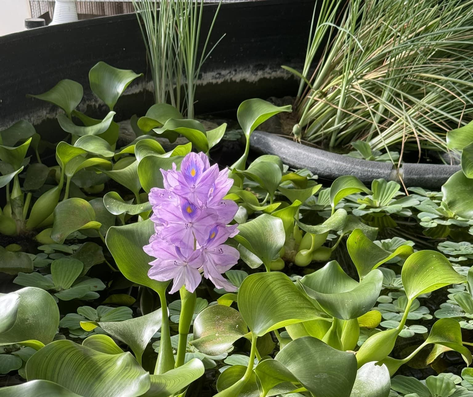 Water hyacinth blooming in a Growing Dome greenhouse pond