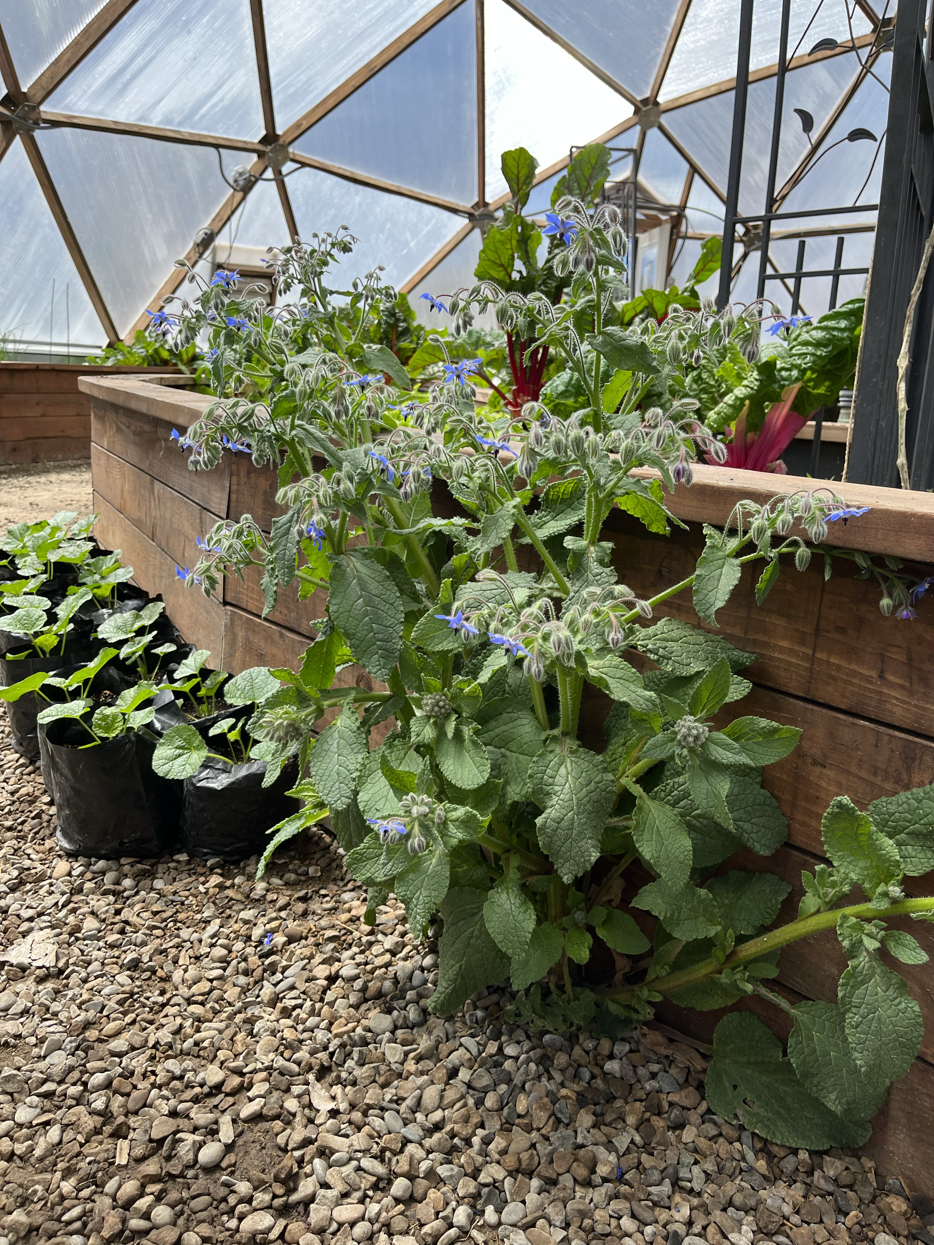large borage plant growing in front of a raised bed in a geodesic greenhouse next to curcubits