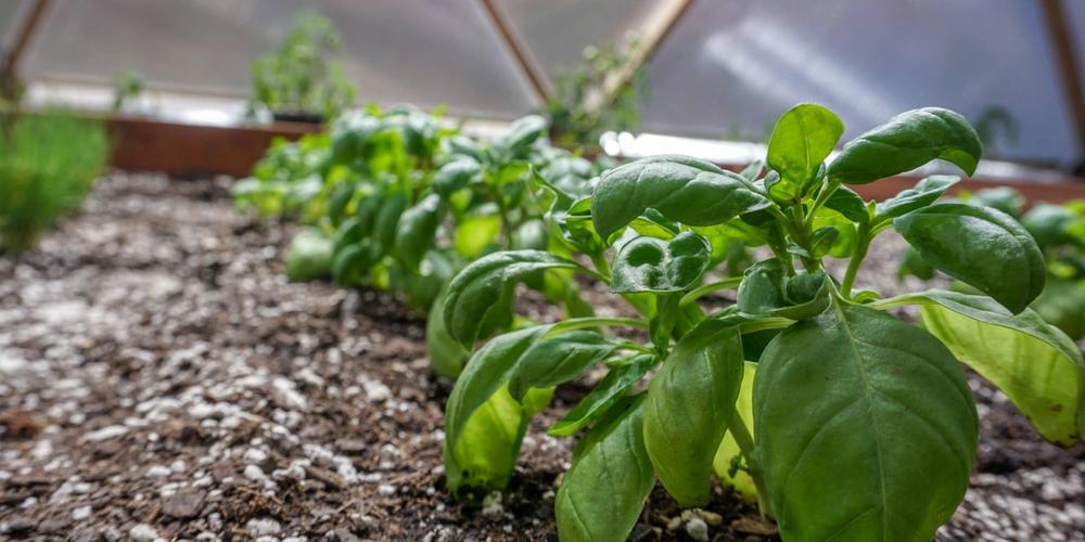 Hydrophobic Soil and How to Fix It image