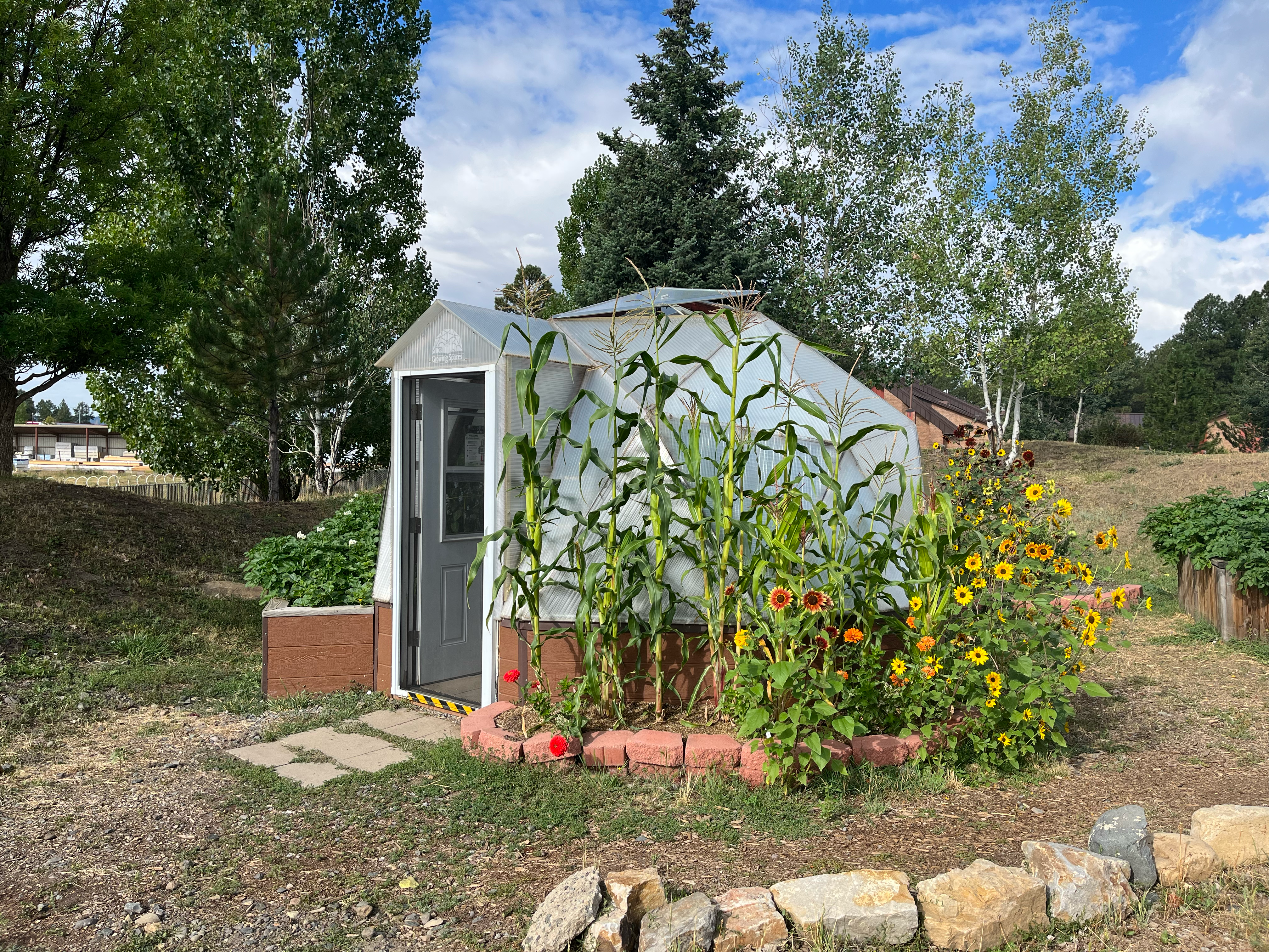 15' greenhouse with corn and flowers growing in a short brick outdoor perimeter raised bed