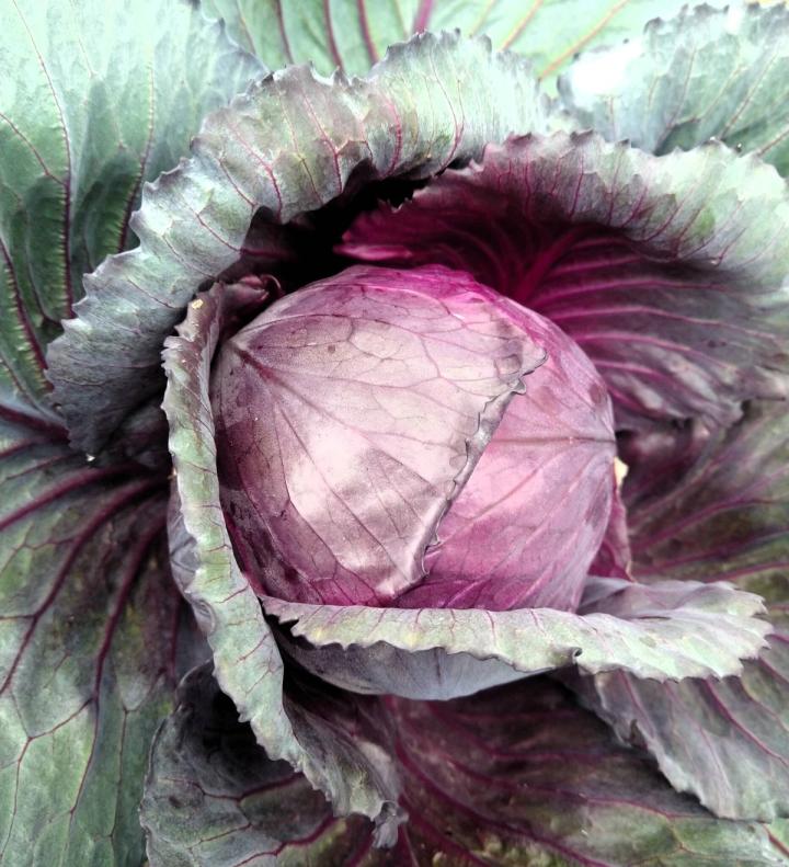 red cabbage head